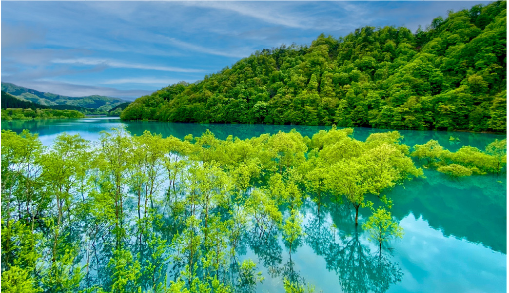 鎧畑ダム（秋扇湖）の春の水没林