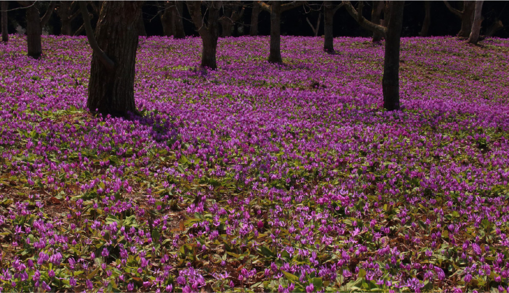 西木村かたくり群生の郷